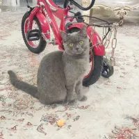 گربه بریتیش بلو ماده