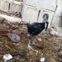 جوجه لاری افغان اصیل|حیوانات مزرعه|دابودشت, |دیوار