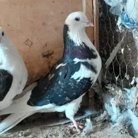 حدود ۳۵ عدد کفتر