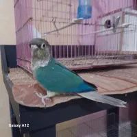 طوطی تراکویس|پرنده|بهبهان, |دیوار