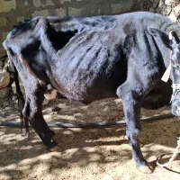 گاو و گوساله|حیوانات مزرعه|بازفت, |دیوار