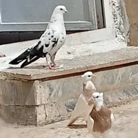 دوتا نر اوگلال