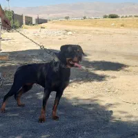 سگ نژاد روتوایلر