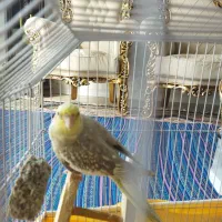 یک جفت عروس هلند نر و ماده