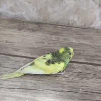 مرغ عشق|پرنده|ارومیه, |دیوار