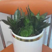 گل سانسوریا