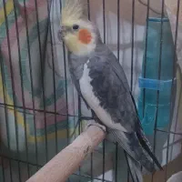 عروس هلندی نر با تغذیه ی سالم|پرنده|امیدیه, |دیوار