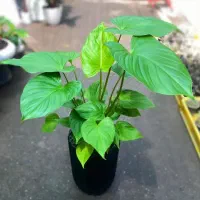 گیاه هومالومنا و برگ انجیری
