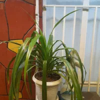 گلهای|گل و گیاه طبیعی|نیشابور, فضل|دیوار