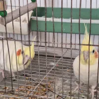 عروس هلندی|پرنده|نیریز, |دیوار