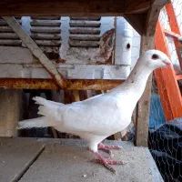 هومر کله اسبی|پرنده|مشهد, کوشش|دیوار