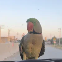 شاه طوطی گم شده
