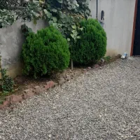 درخت سرو توپی سرحال|گل و گیاه طبیعی|رویان, |دیوار