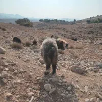 قوچ فروشی تخمی نژاددار|حیوانات مزرعه|اندیکا, |دیوار