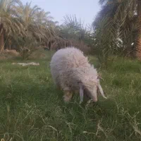 بره نر