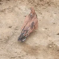 سرورماده|پرنده|انزل, |دیوار