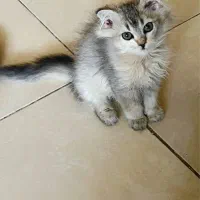 اسکاتیش چینچیلا بلکگلد