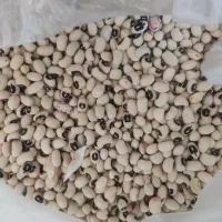 لوبیا چشم بلبلی