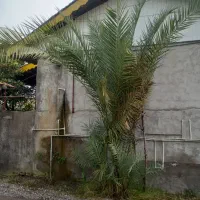 درخت نخل فنیکس|گل و گیاه طبیعی|خمام, |دیوار