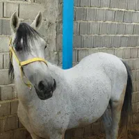 فروش چند راس اسب مادیون|اسب و تجهیزات اسبسواری|جهرم, |دیوار