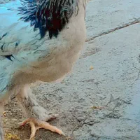 خروس ومرغ برهما
