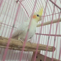 فروش عروس پاریس نر