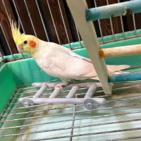 عروس هلندی لوتینو جفت سالم|پرنده|سبزوار, پامنار|دیوار