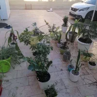 ویزیت تخصصی گیاه آپارتمانی در منزل|گل و گیاه طبیعی|کرمان, |دیوار