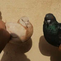 کفتر حسابی|پرنده|قم, باغ شریفی|دیوار