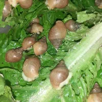 حلزون|خزنده|تهران, هوانیروز|دیوار