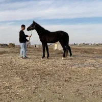 نریان اخال تکه سه ساله به رنگ مشکی زغالی