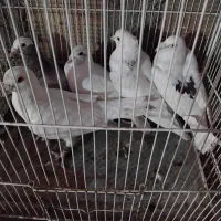 کفتر غریبه|پرنده|نیشابور, قلعه نو|دیوار