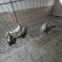 عروس هلندی700 بدونه عیب و ایراد|پرنده|قزوین, |دیوار