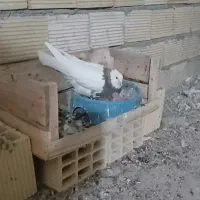 رفقا ازم باخت رفته سمت نوراباد و محمد رسولله