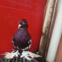 کبوتر خاص با قیمت کم|پرنده|پارسآباد, |دیوار