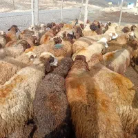 80 گوسفند میش جوان و آبستن با بره درشت|حیوانات مزرعه|کلیائی, |دیوار