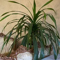 گلدان بزرگ پاندالوس