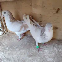 چن جفت کبوتر|پرنده|تهران, مسعودیه|دیوار