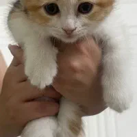بچه گربه