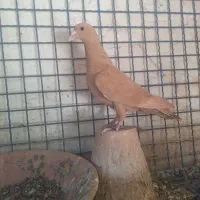 کبوتر کفتر جوانه زرد