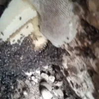 عسل طبیعی