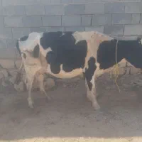 گاو و گوساله|حیوانات مزرعه|سرپل ذهاب, |دیوار