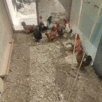 مرغ و خروس