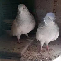 فروش کبوتر|پرنده|ملکان, |دیوار