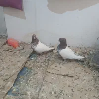 کفتر کله دارخوب|پرنده|شاهدشهر, |دیوار