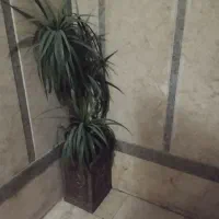 درختچه وگل مصنوعی باگلدان وچوب بامبوباگلدان چوبی