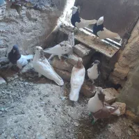 ۴جفت کفتر جفتگاه ضمانتی|پرنده|کاشمر, |دیوار