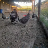 سلام فروش ۵عددبقلمون محلی