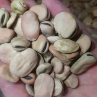 باقله محلی و خارجی
