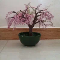 درختجه تزیینی